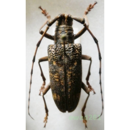 Pharsalia subgemmata Thomson 1857 30mm Thailand